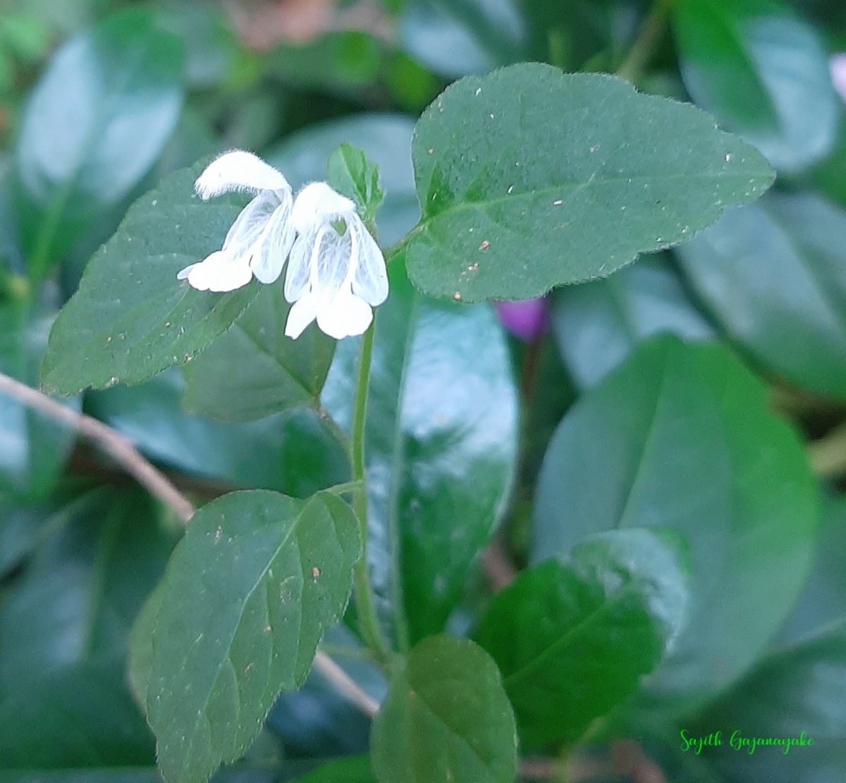 Leucas biflora (Vahl) Sm.